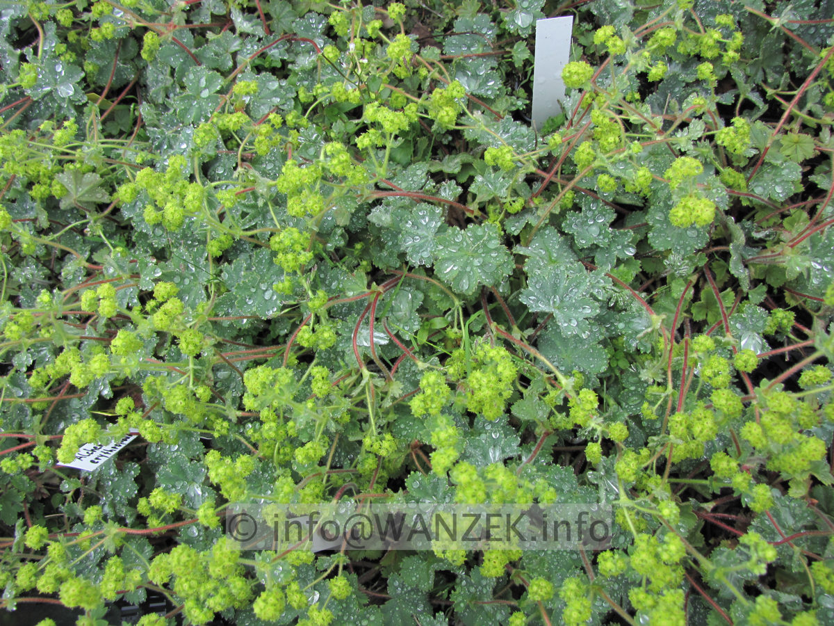 Alchemilla erythropoda - in Kiste bluehend.JPG